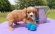 Cavalier King Charles Spaniel Puppies for sale in Aviston, IL 62216, USA. price: NA