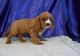 Cavalier King Charles Spaniel Puppies for sale in Bunker Hill, KS 67626, USA. price: NA