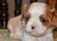 Cavalier King Charles Spaniel Puppies for sale in San Jose, CA, USA. price: $500