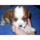 Cavalier King Charles Spaniel Puppies for sale in Des Moines, IA, USA. price: NA