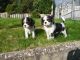 Cavalier King Charles Spaniel Puppies for sale in Tampa, FL, USA. price: NA