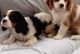 Cavalier King Charles Spaniel Puppies for sale in Pleasantville, PA 16341, USA. price: NA