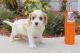 Cavalier King Charles Spaniel Puppies for sale in Buffalo, NY, USA. price: NA