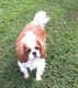 Cavalier King Charles Spaniel Puppies for sale in Norman, OK, USA. price: NA