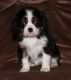 Cavalier King Charles Spaniel Puppies for sale in Elizabethton, TN, USA. price: NA