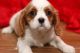 Cavalier King Charles Spaniel Puppies for sale in Kansas City, KS, USA. price: NA