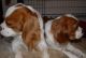 Cavalier King Charles Spaniel Puppies for sale in Philadelphia, PA, USA. price: NA