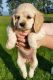 Cavalier King Charles Spaniel Puppies for sale in Albuquerque, NM, USA. price: NA