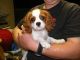 Cavalier King Charles Spaniel Puppies for sale in Anaheim, CA, USA. price: NA