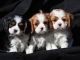 Cavalier King Charles Spaniel Puppies for sale in Carlsbad, CA, USA. price: NA