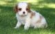 Cavalier King Charles Spaniel Puppies for sale in Oregon City, OR 97045, USA. price: NA