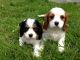 Cavalier King Charles Spaniel Puppies for sale in Springfield, IL, USA. price: NA