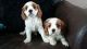 Cavalier King Charles Spaniel Puppies for sale in Ashburn, GA 31714, USA. price: NA