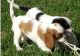 Cavalier King Charles Spaniel Puppies for sale in Jackson, MS, USA. price: NA