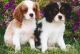 Cavalier King Charles Spaniel Puppies for sale in Columbus, MT 59019, USA. price: NA