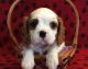 Cavalier King Charles Spaniel Puppies for sale in Ontario, CA, USA. price: NA