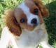 Cavalier King Charles Spaniel Puppies for sale in Newark, NJ, USA. price: NA