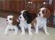 Cavalier King Charles Spaniel Puppies for sale in Garden Grove, CA, USA. price: NA
