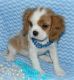 Cavalier King Charles Spaniel Puppies for sale in Boston, MA, USA. price: NA