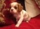 Cavalier King Charles Spaniel Puppies for sale in Beaumont, TX, USA. price: NA