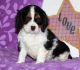 Cavalier King Charles Spaniel Puppies for sale in Austin, TX, USA. price: NA