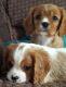 Cavalier King Charles Spaniel Puppies for sale in New York, NY, USA. price: NA