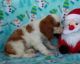 Cavalier King Charles Spaniel Puppies for sale in Salem, NH, USA. price: $600