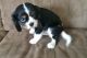 Cavalier King Charles Spaniel Puppies for sale in Beaver Creek, CO 81620, USA. price: $500