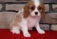 Cavalier King Charles Spaniel Puppies for sale in Portland, OR, USA. price: NA