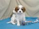 Cavalier King Charles Spaniel Puppies for sale in Hollywood, FL, USA. price: NA