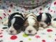 Cavalier King Charles Spaniel Puppies for sale in Charlottesville, VA, USA. price: $2,000
