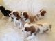 Cavalier King Charles Spaniel Puppies for sale in Worcester, MA, USA. price: NA