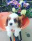 Cavalier King Charles Spaniel Puppies for sale in Fredericksburg, OH 44627, USA. price: NA