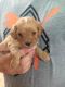 Cavalier King Charles Spaniel Puppies for sale in Berkeley, CA, USA. price: NA