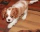 Cavalier King Charles Spaniel Puppies for sale in Austin, TX, USA. price: NA