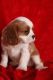 Cavalier King Charles Spaniel Puppies for sale in Newark, NJ, USA. price: NA