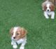 Cavalier King Charles Spaniel Puppies for sale in Minneapolis, MN, USA. price: NA