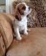 Cavalier King Charles Spaniel Puppies for sale in London, UK. price: 250 GBP