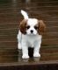 Cavalier King Charles Spaniel Puppies for sale in Sacramento, CA, USA. price: $350