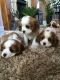 Cavalier King Charles Spaniel Puppies for sale in Greater London, UK. price: 200 GBP