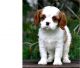 Cavalier King Charles Spaniel Puppies for sale in Lubbock, TX, USA. price: NA