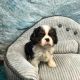Cavalier King Charles Spaniel Puppies for sale in Alexandria, LA, USA. price: NA