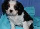 Cavalier King Charles Spaniel Puppies for sale in Detroit, MI, USA. price: NA