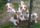 Cavalier King Charles Spaniel Puppies for sale in Del Rio, TX 78840, USA. price: NA