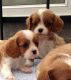 Cavalier King Charles Spaniel Puppies for sale in Costa Mesa, CA, USA. price: NA