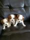 Cavalier King Charles Spaniel Puppies for sale in Watertown, WI, USA. price: $900