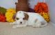 Cavalier King Charles Spaniel Puppies for sale in Berkeley, CA, USA. price: NA