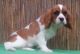 Cavalier King Charles Spaniel Puppies for sale in Lakewood, CO, USA. price: NA