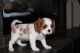Cavalier King Charles Spaniel Puppies for sale in Pittsburgh, PA, USA. price: NA