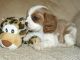 Cavalier King Charles Spaniel Puppies for sale in Huntington Beach, CA, USA. price: NA